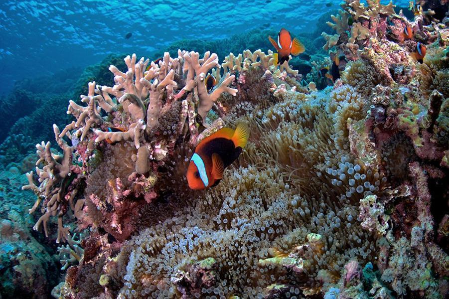 Guesthouse The 4 Fish Manado Eksteriør billede